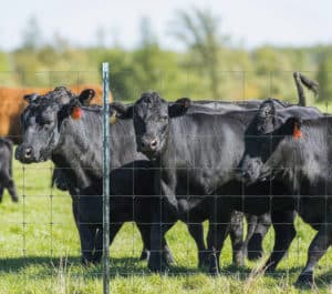 ranch fence prices