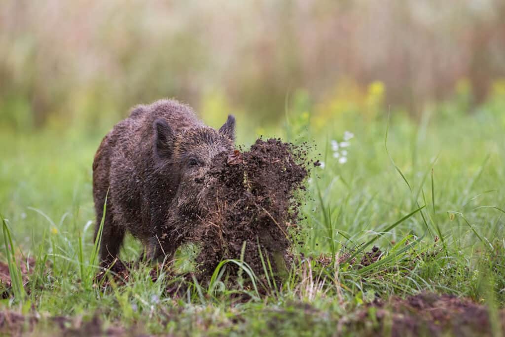 Exclusion fencing for hogs