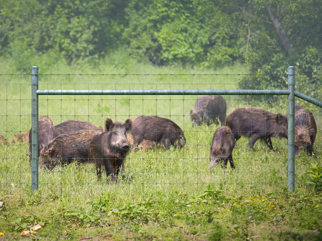 hog fence
